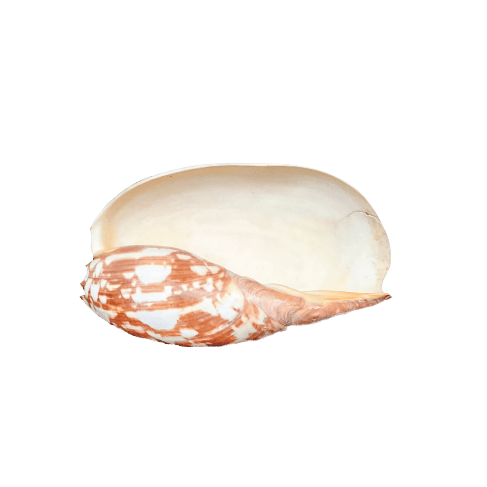 Melo Umbilicatus A