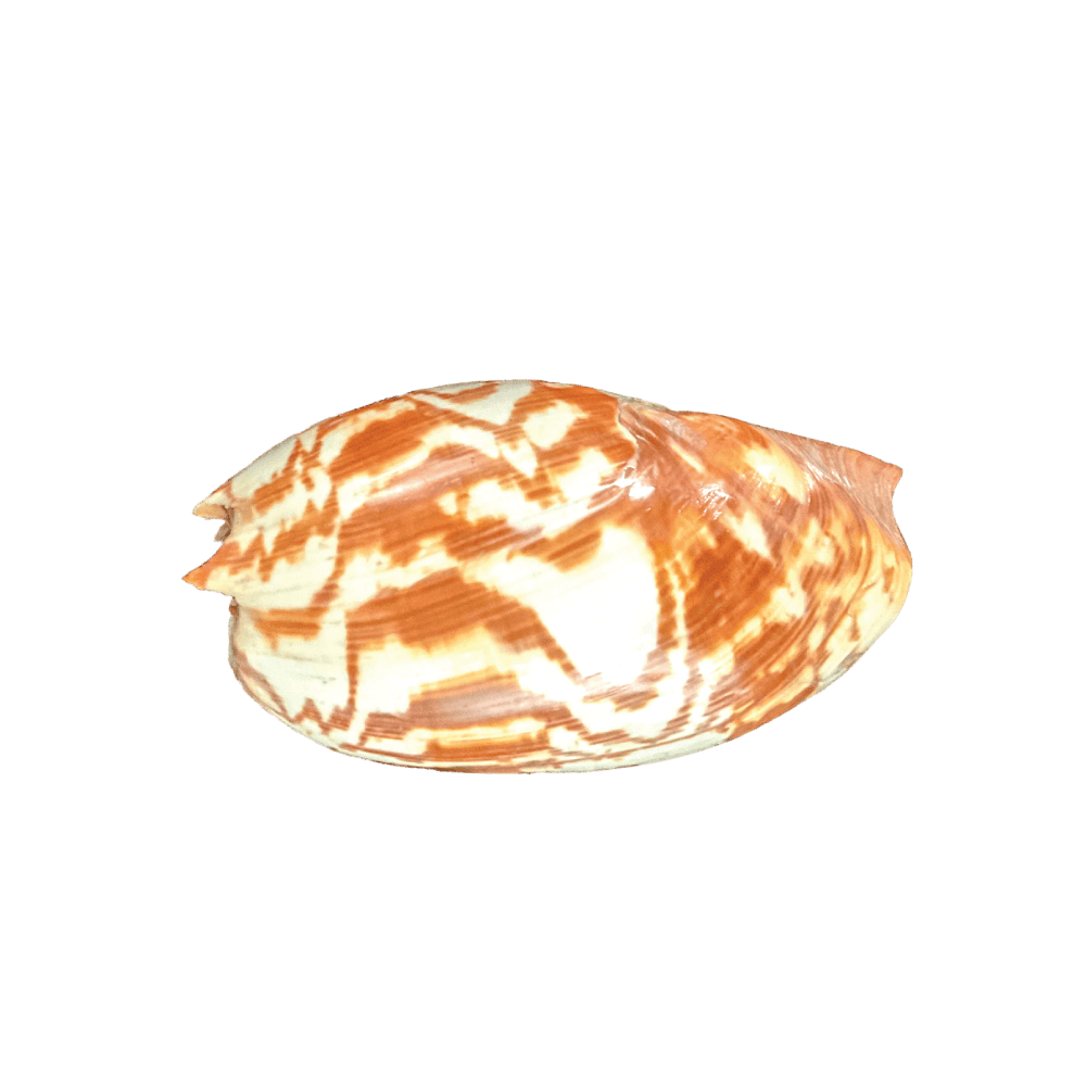 Melo Umbilicatus A