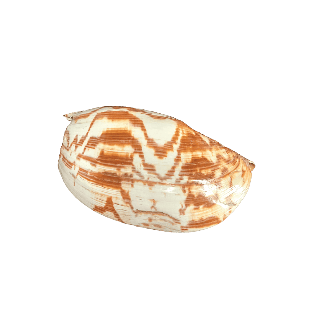 Melo Umbilicatus A