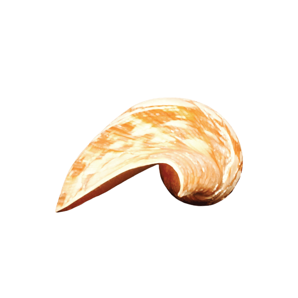 Melo Umbilicatus A
