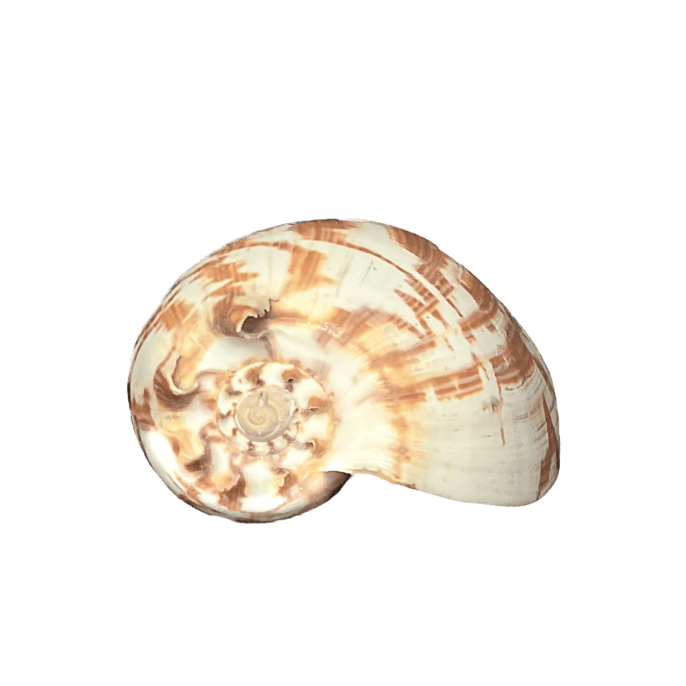 Melo Umbilicatus A