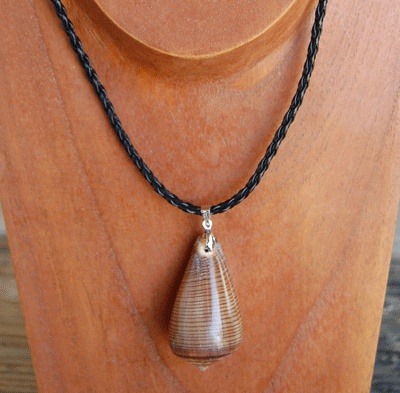 colection shell necklace