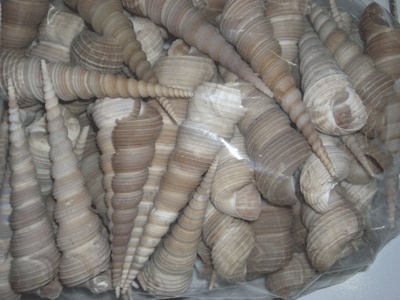 argonauta argo